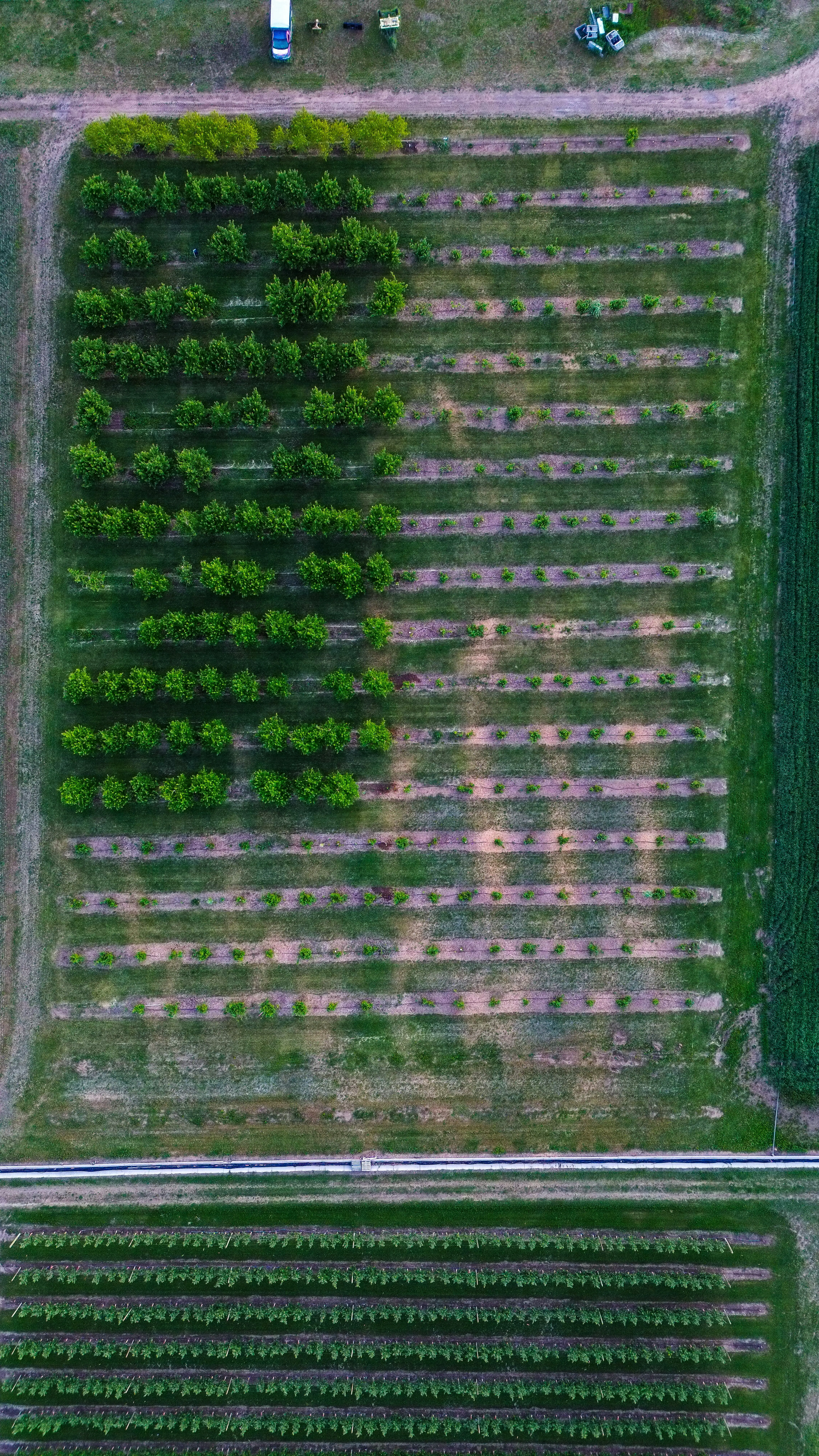 Rows of crops on a small farm